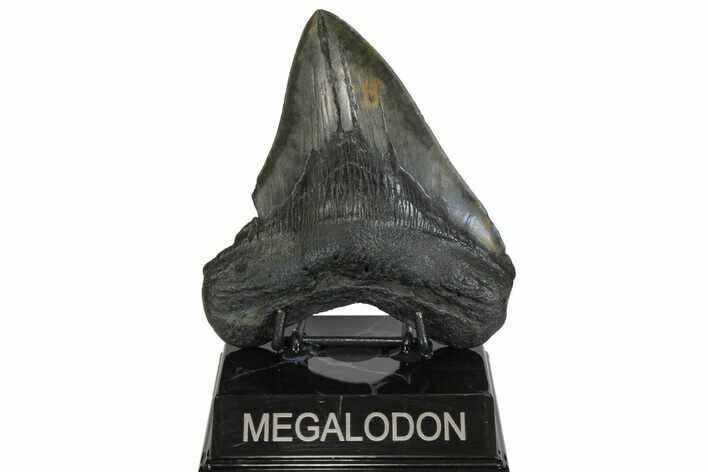 Fossil Megalodon Tooth - South Carolina #169190